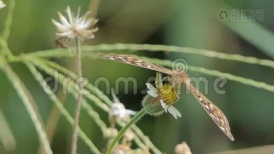 柠檬潘西蝴蝶在草地上吃野花的花蜜。视频