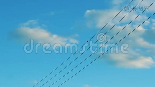 一只小鸟在蓝天的衬托下坐在电线上视频