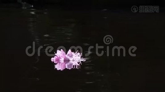 明亮的粉红色杜鹃花漂浮在黑暗的湖面上视频