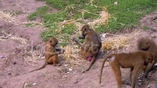 一个几内亚狒狒的家庭在阳光下互相训练和玩耍视频
