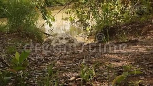 鳄鱼躺在沼泽岸上视频