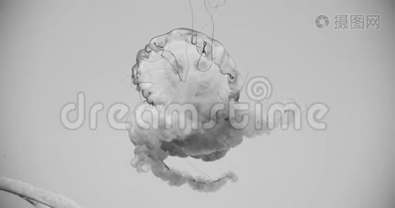 太平洋荨麻水母的黑白镜头。视频