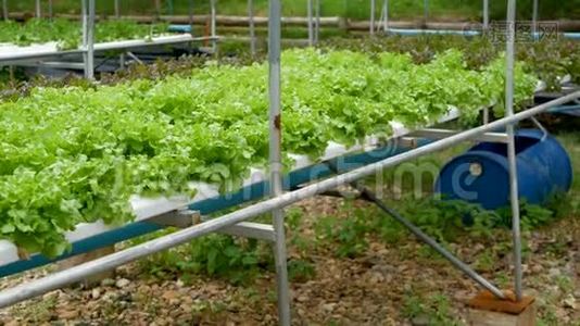 一排排生长在现代生态水培农场、花园床上的新鲜多汁植物。 健康、环保的概念视频
