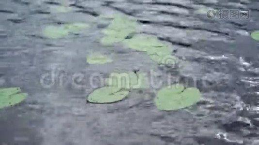 在湖泊或池塘中的尼努法植物。 睡莲花视频