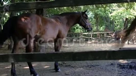 棕色纯种马在户外围场吃草。 夏日阳光明媚。 4k. 4k视频视频
