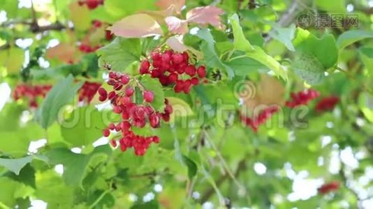 在森林里的灌木丛上的红色浆果。 花园中红色振动的分支。 充满活力的浆果和叶子视频