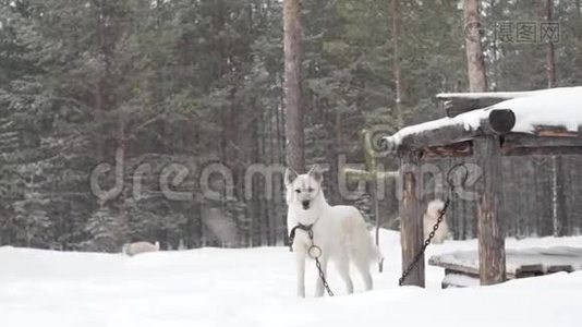 白狗在冬季森林降雪.. 恶劣天气下的暴风雪。 哈士奇狗莱卡看守房子视频