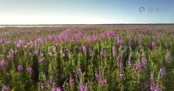 紫色的薰衣草花开在绿色的茎上，开在广阔的草地上视频