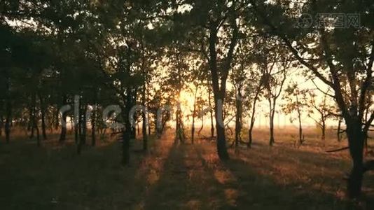 在橡树林中日落。 日落时的秋林。 录像播放视频