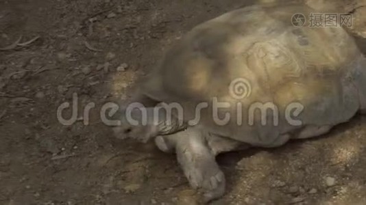 一只非洲大乌龟在地上爬行。 辽阔的非洲大地上的海龟。 野生动物视频