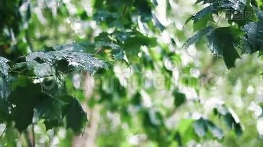 枫树间的夏雨.视频