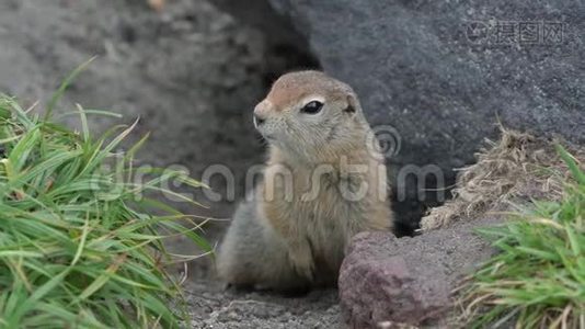 好奇而谨慎的野生动物北极地松鼠从石头下面的洞中窥视，环顾四周，以免摔倒视频