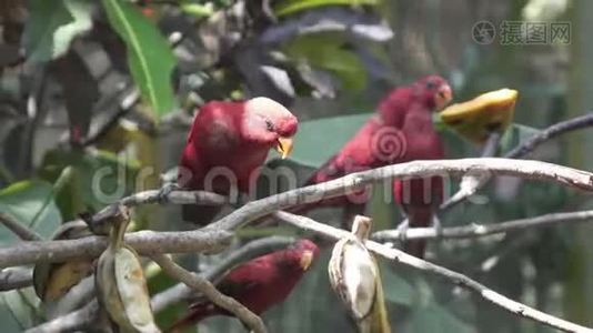 丛林中树上的红鹦鹉视频