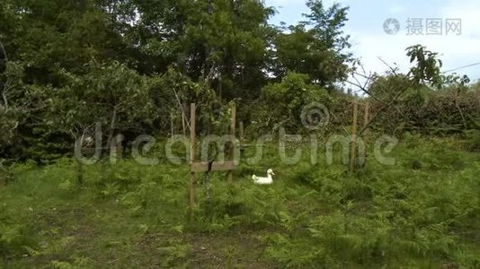 鸭子坐在杂草丛生的果园里视频