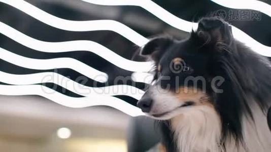 黑白狗的背景发光条纹视频