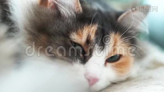 睡猫黑白红点特写睡觉闭眼.. 懒惰有趣的宠物视频