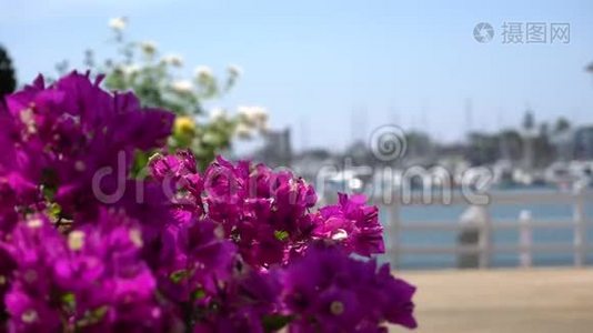 美丽的粉红色花在海湾背景与帆船游艇。 热带岛屿温暖的晴天。 特写镜头。视频