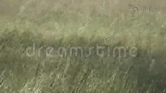 高高的小草在微风中吹拂.. 大风把田野里的蒂莫西-草地变成了夏日的晴天视频