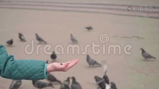 野鸽子在城市广场上吃`孩子手里的种子。 在缓慢的运动中向上看。视频
