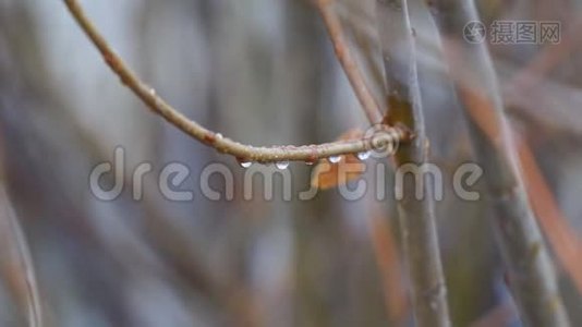 水滴在薄薄的树枝上视频