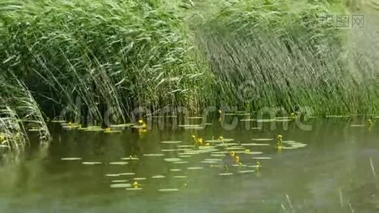 黄色飞溅坞花.视频