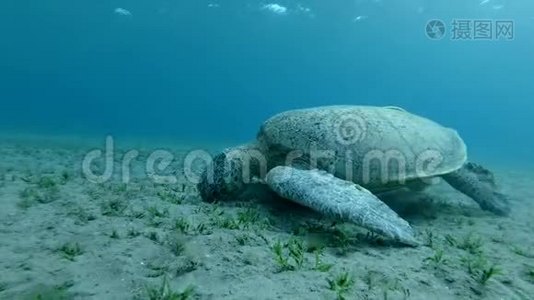 大海龟吃在水流中摇曳的绿色海草。 绿海龟，切洛尼亚视频