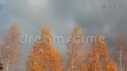 秋天的桦树蓝天.视频