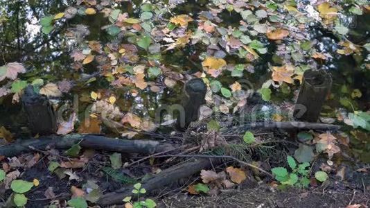 秋天湖畔树木的落叶、枝和倒影视频