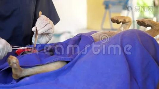 专业外科医生操作麻醉无家可归的狗爪视频