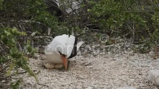 纳斯卡在加拉帕戈斯群岛伊斯拉吉诺维萨用两个鸡蛋在巢中诱杀视频
