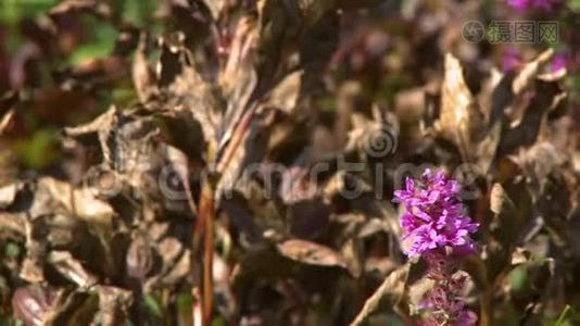 叶枯萎的紫色多年生野花视频