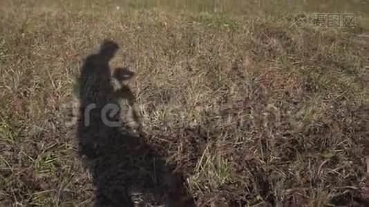 在浅棕色的地面上移动苗条的人的影子，覆盖着厚厚的草。视频