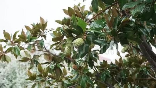 雨中滴着水滴的玉兰花蕾视频