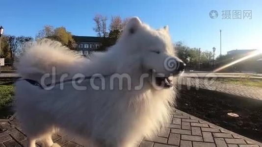 大白狗在公园特写..视频