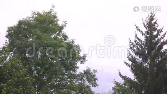 大雨背景上有绿树。视频