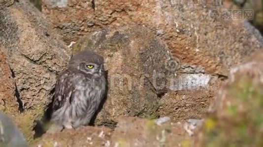 一只小猫头鹰站在洞附近的天然石头上视频