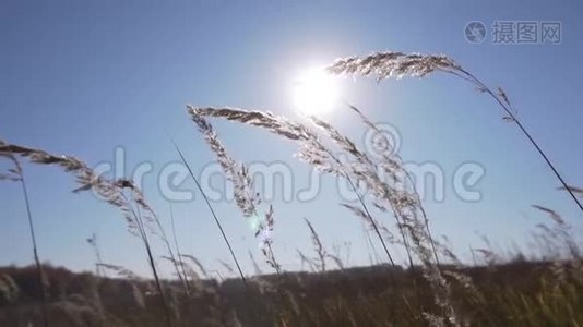 晒干的植物茎在阳光的照射下在某一领域随风摇摆。视频
