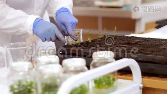 生物技术和基因工程-一种劳动力将特殊细胞中的小植物与地球包装在一起视频
