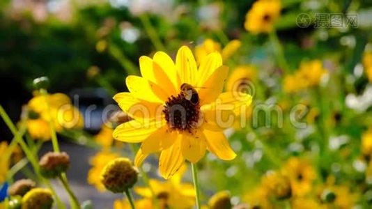蜜蜂从花中收集花粉。 慢动作。视频
