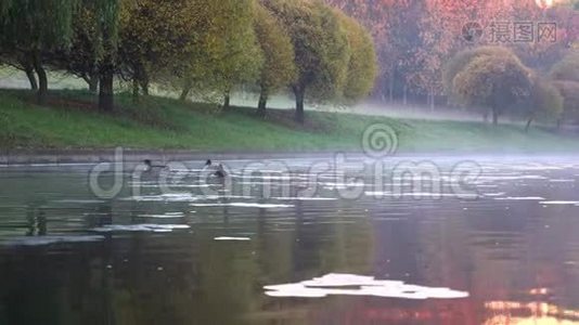 秋天的河流在水的上空有雾视频