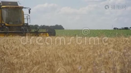 联合收割机收割小麦. 小麦收获剪.. 组合在现场.. 斯坦迪卡姆。 食品工业视频