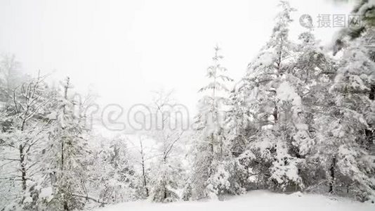 冷杉树枝上的雪视频