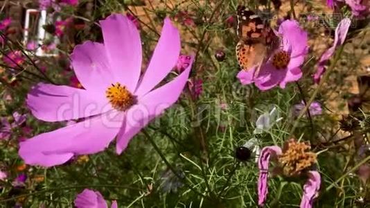 五颜六色的粉红色宇宙花在阳光明媚的日子里生长和绽放，蜜蜂和蝴蝶飞舞，夏末高清视频