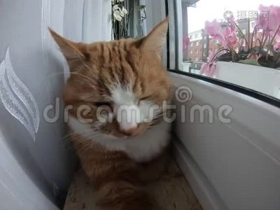 红猫躺在窗台上眨眼视频