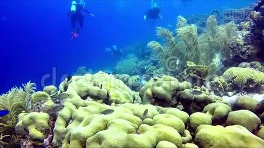 一群水肺潜水员游过珊瑚礁。视频