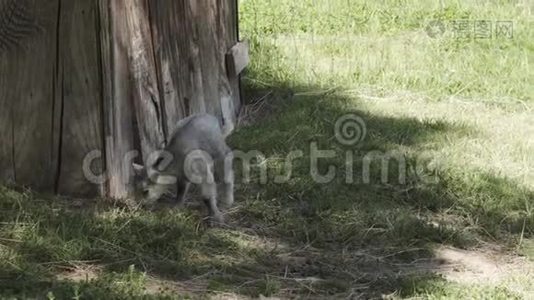 小山羊在玩。视频