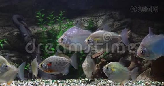 斑点银币，鱼，淡水水族馆鱼，慢动作视频