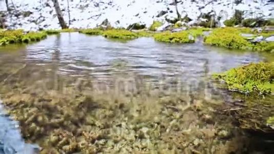 特写镜头。 冬天的一个小山塘，有清澈的水，四周长满了藓和地衣。 高矿泉水视频
