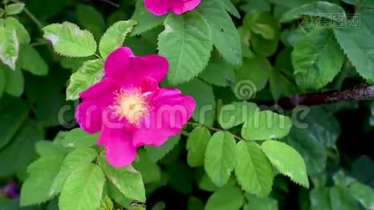 绿色树叶背景下花园中的粉红色玫瑰花视频