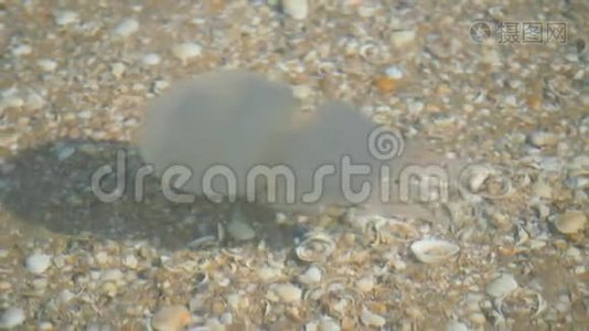 阿佐夫海的水母。 水母正在清澈的水里游泳..视频